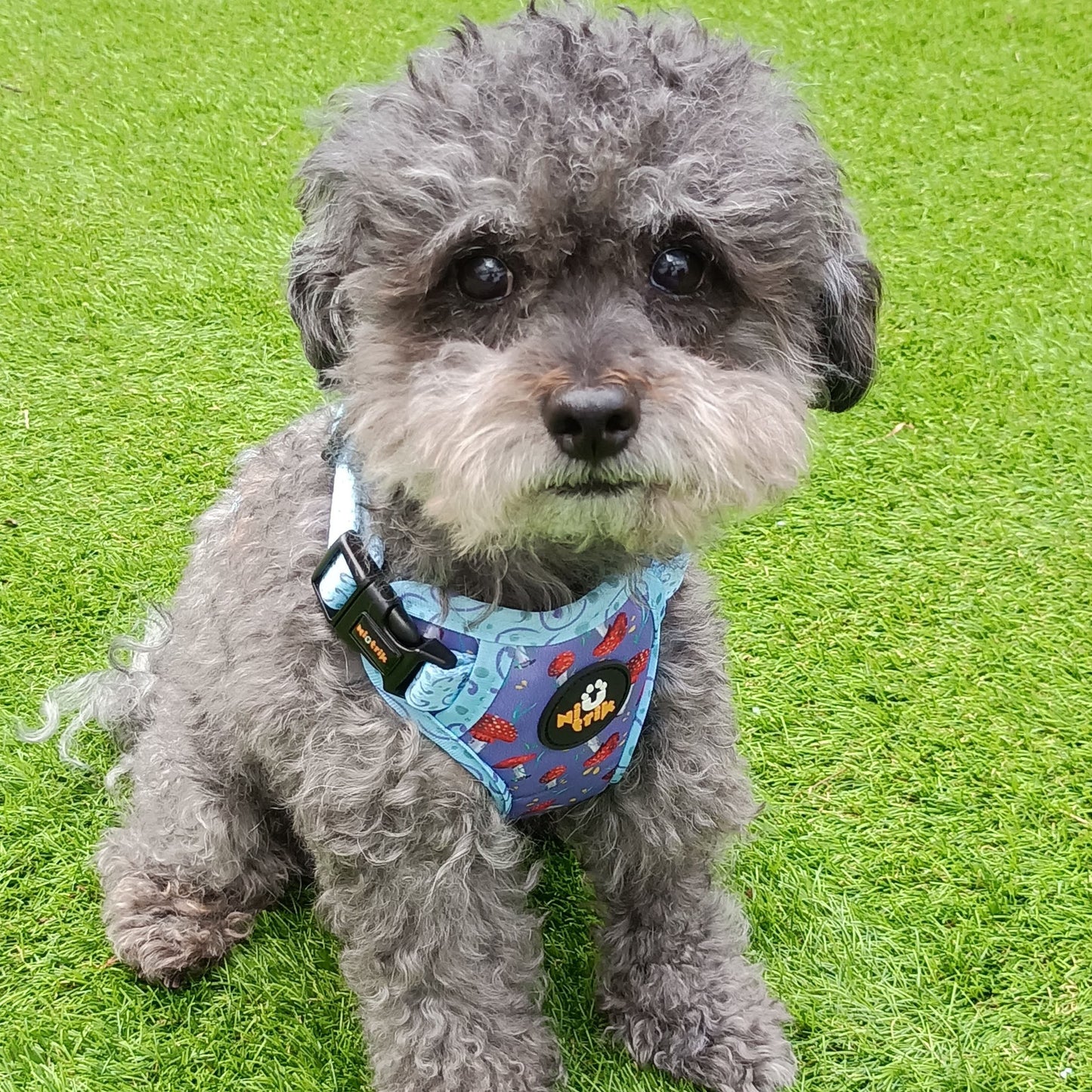 Reversible Dog Harness – Mushroom Magic
