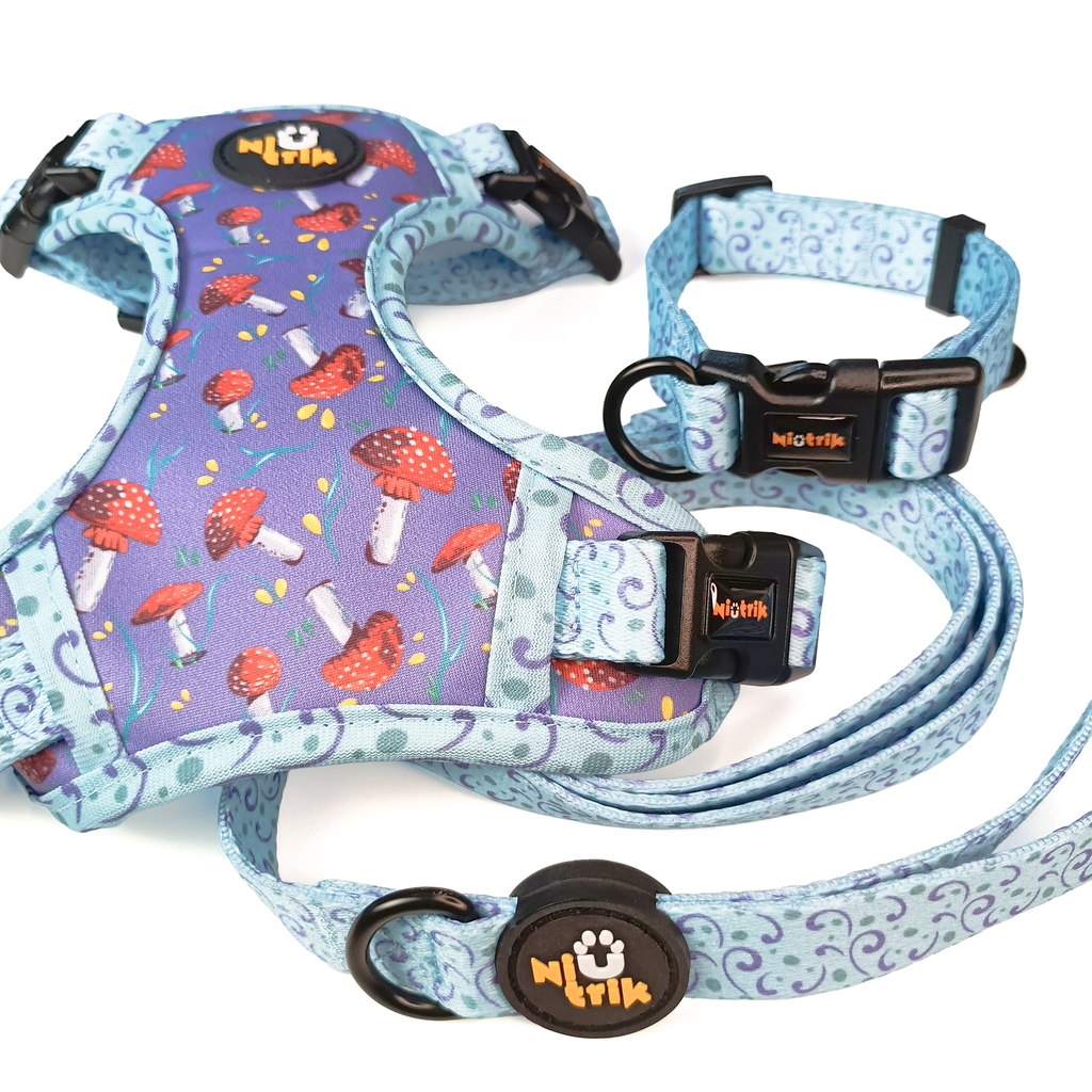 Conjunto de Passeio Assinatura O Explorador